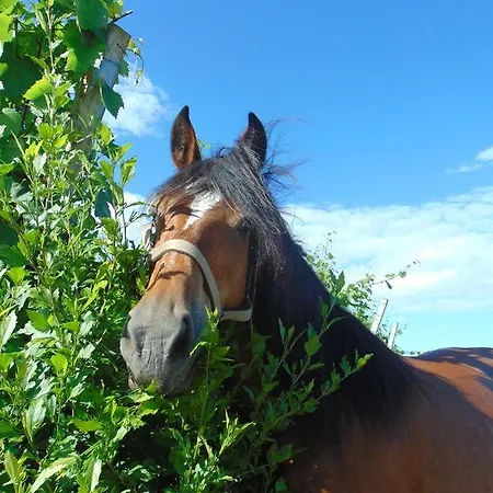 Kaucic Gostinjska kuća 3*